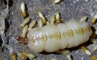 Mối âm thầm tấn công ngôi nhà của bạn