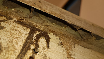 Mối Mọt - Nguy cơ tiềm ẩn của nhiều công trình