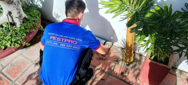 Kiểm soát dịch hại và một số điều cần biết